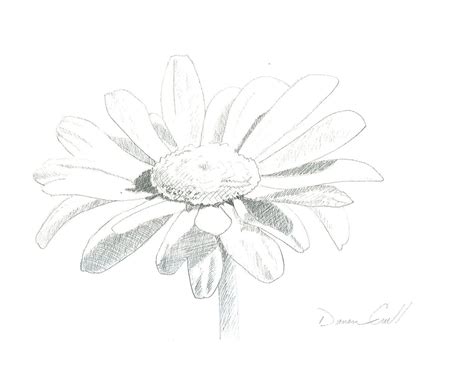 Daisy Pencil Drawing