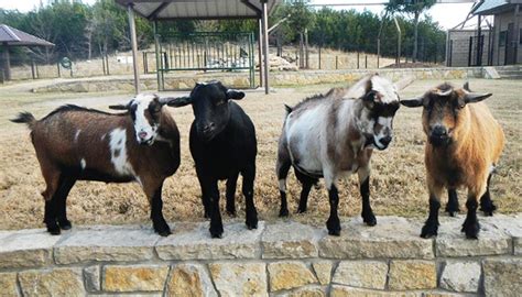 Nigerian Dwarf Goat Breed – Everything You Need to Know