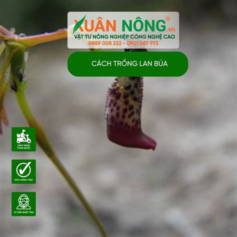 Cách trồng Lan búa năng suất cao 