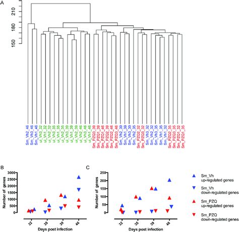 Hierarchical Clustering Of Gene Expression Between Different Treatment