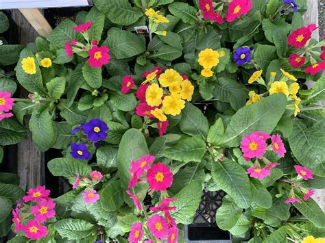 Annual Primroses Wells Medina Nursery