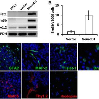 Overexpression Of NeuroD1 Promotes IPSC Differentiation A