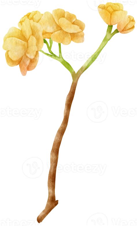 Yellow Flower Watercolor Hand Painted 9661208 Png