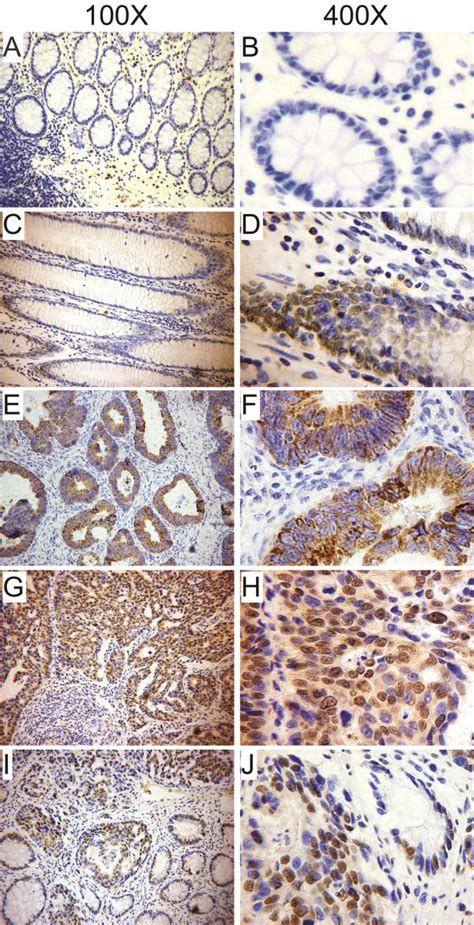 Representative Images Of Sam Immunohistochemical Analysis In