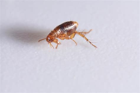 Fleas in Your Bed? Here's What You Need to Know - Combat Pest Control