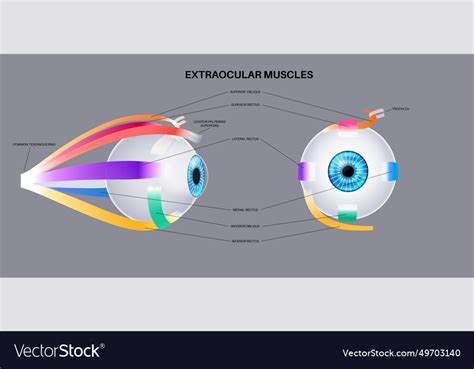 Extraocular Muscles Anatomy Royalty Free Vector Image