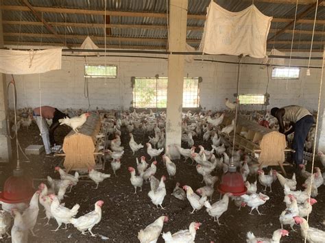 New Study Explores The Drivers Of Antibiotic Use In Poultry Farms In