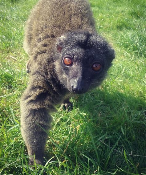 Animals - Secret Valley Wildlife Park & Zoo