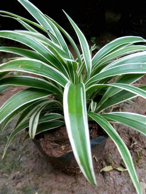 Jual Pohon Lili Paris Umbi Tanaman Spider Plant Kab Bogor Mulya