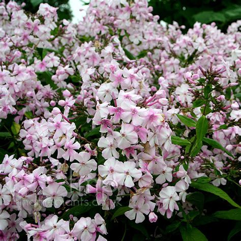 Phlox Paniculata Discovery Information Pictures And Cultivation Tips