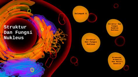 Struktur Dan Fungsi Nukleus By Ilham Kurniawan On Prezi