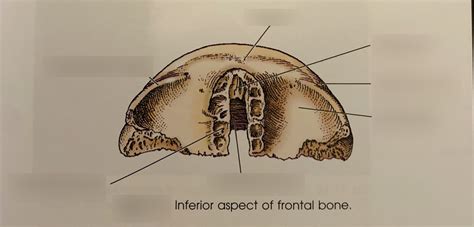 frontal Diagram | Quizlet