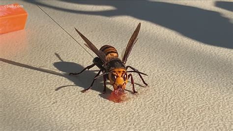 First Asian Giant Hornet Nest In Us Found In Washington State Cbs