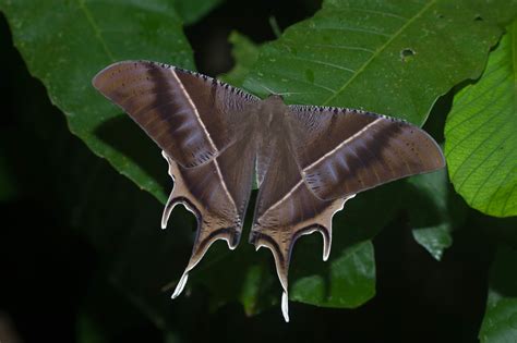 #madagascan sunset moth on Tumblr