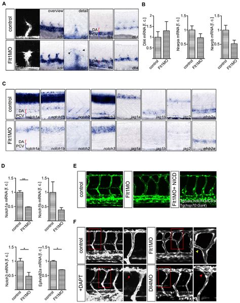 Tip And Stalk Cell Marker Expression And Notch Signaling In Flt