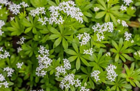 Ervas daninhas no jardim essas plantas não serão mais um problema