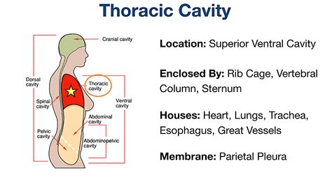 Body Cavities Labeled Organs Membranes Definitions Diagram And