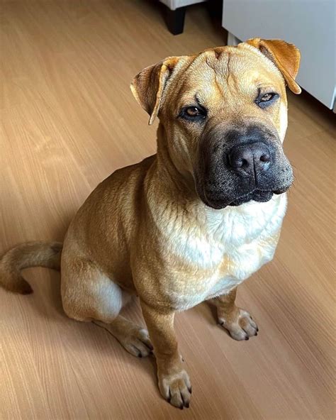 21 Adorable Shar-Pei Mixes You Need to Know