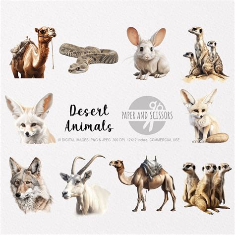 Desert Animals Clipart, Desert Animals PNG, Desert Illustration, Transparent Background, Instant ...