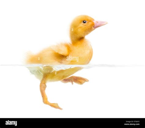 Yellow duckling swimming hi-res stock photography and images - Alamy