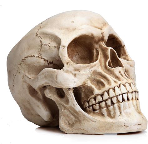 Life Size Human Skull Model 1 1 Replica Realistic Human Adult Skull