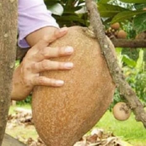 Jual Bibit Tanaman Mamey Sapote Sawo Raksasa Asal Cangkokan Kab