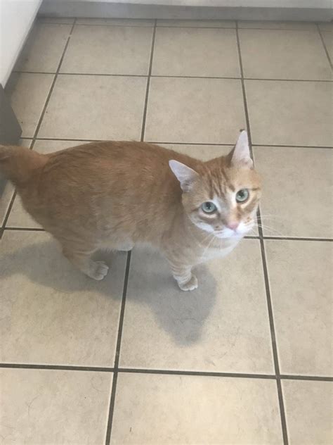Sweet Orange Tabby Cat For Adoption in Lees Summit Missouri- Supplies