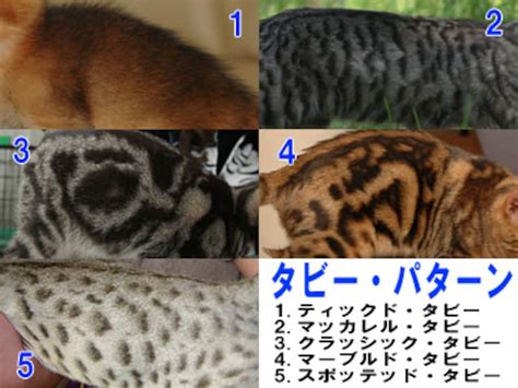 猫の毛色図鑑【柄色模様の写真】 猫 All About