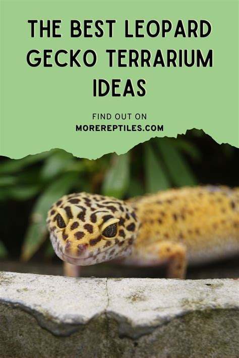 Leopard Gecko Terrarium Ideas | Leopard gecko, Gecko terrarium, Leopard ...