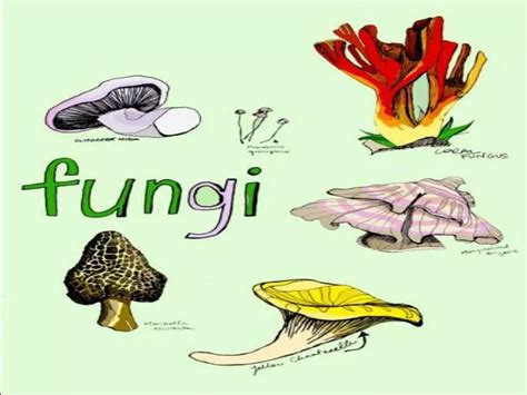 Ppt Fungi Powerpoint Presentation Free Download Id2083167