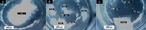 Figure 1 From Biocompatibility Assessment Of Two Commercial Bone