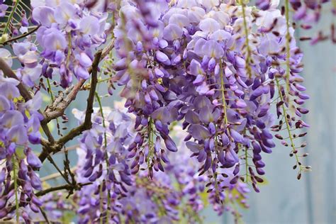 Japan is Home to the Most Beautiful Wisteria | GOYOH Essentials ...