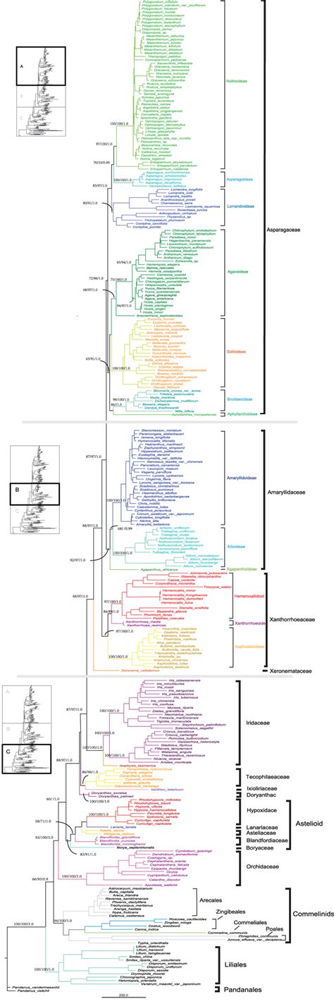 Consensus Tree From Bayesian Analysis Of The Four Combined CpDNA