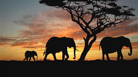 Sabana africana elefantes sabana elefantes animales árboles afica