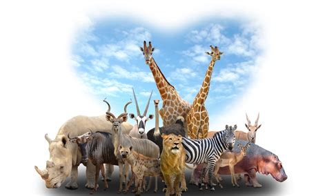 Nomes de animais: confira essa INTERESSANTE lista de A a Z