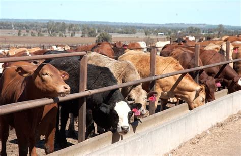 Top 25 No 11 Kurrawongwhaka Feedlots Beef Central