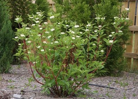 26 Different Types of Dogwood Tree Varieties