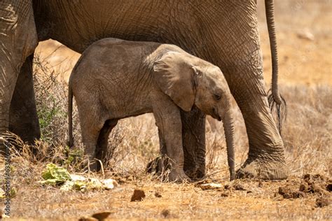 African Bush Elephant Calf Loxodonta Africana Stands With Mother On