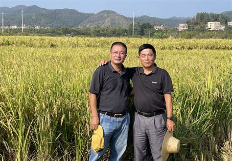 Why Small Chinese Farmers Are Warming To This New Variety Of Rice