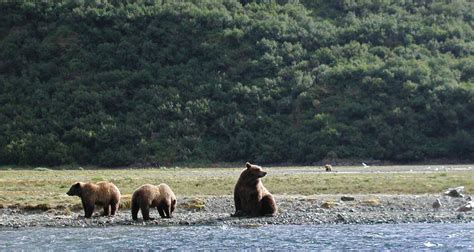 grizzly-bears – Alaska Ultimate Safaris