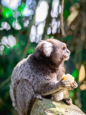 Monkey Eating Banana Stock Photos, Images and Backgrounds for Free Download