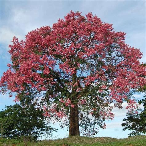 Chorisia Speciosa Floss Silk Tree Plant With Free Shipping