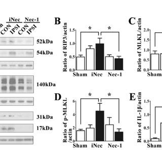 Necrostatin Treatment Inhibited Ischemia Induced Expression Of