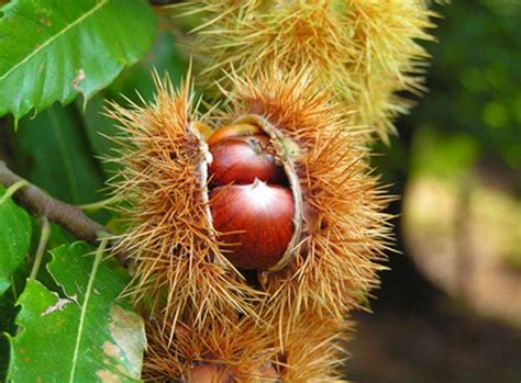 Жареные каштаны в духовке - рецепт приготовления