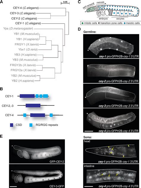 Figure 1 From Functional Characterization Of C Elegans Y Box Binding