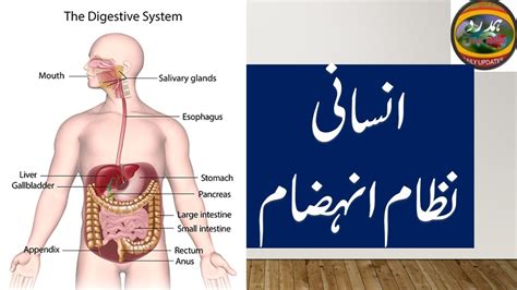 انسانی نظام انہضام Human digestive system in urdu Hamdard Health Tips