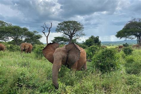 Days Great Wildebeest Calving Migration Safari From Arusha