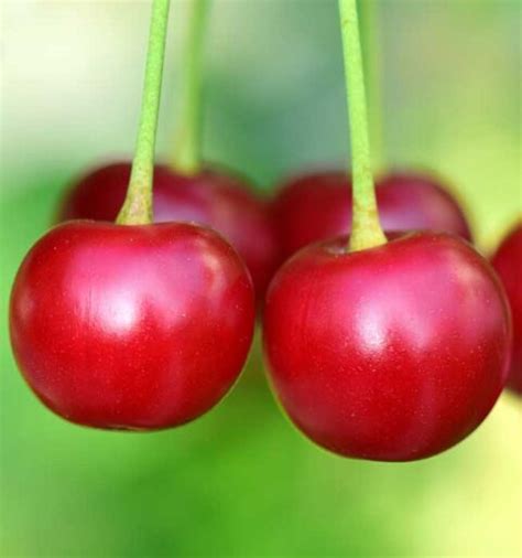 Montmorency Tart Cherry Country Bumpkin Plant Nursery