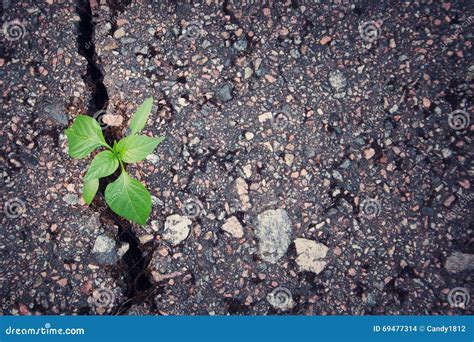 Planta Que Crece De La Grieta En Asfalto Foto De Archivo Imagen De