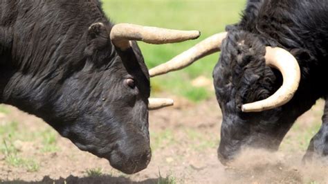 Veterinarios Se Unen En Defensa De La Raza De Lidia En El XI Congreso